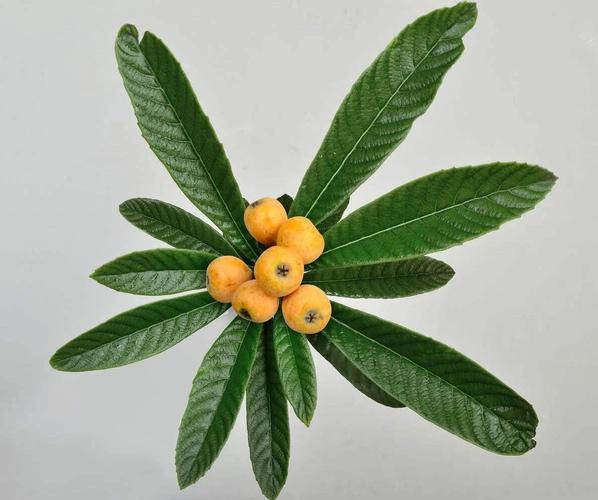 枇杷叶中的科罗索酸 一种天然的植物提取物